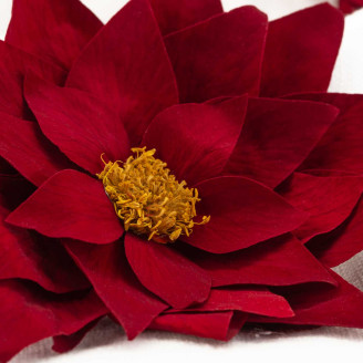 Poinsettia Stabilized - Box of 4 - Red