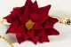 Preserved Poinsettia Red (x4) 11