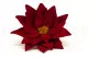 Poinsettia stabilis&eacute; Rouge (x4) 2