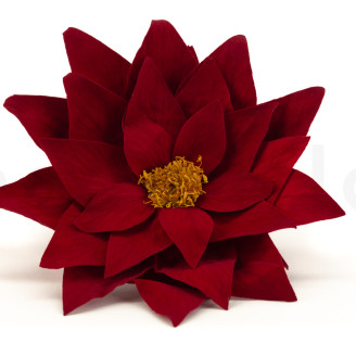 Poinsettia Stabilized - Box of 4 - Red