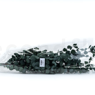 Eucalipto Gunnii preservado - Verde