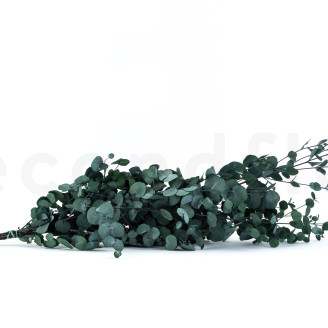 Eucalipto Gunnii preservado - Verde