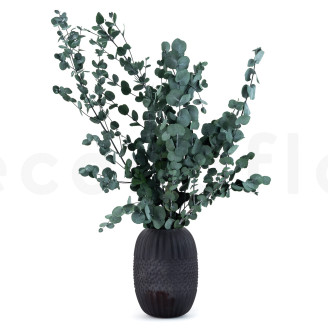 Eucalipto Gunnii stabilizzato - Verde