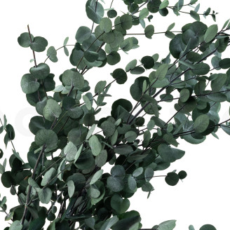 Eucalipto Gunnii preservado - Verde