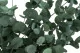 Eucalyptus Gunnii stabilis&eacute; 2