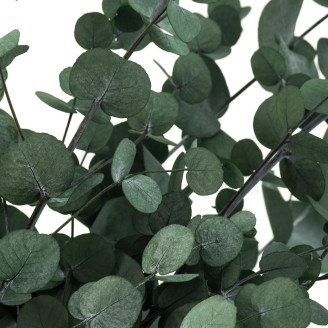 Eucalyptus Gunnii stabilisé - Vert