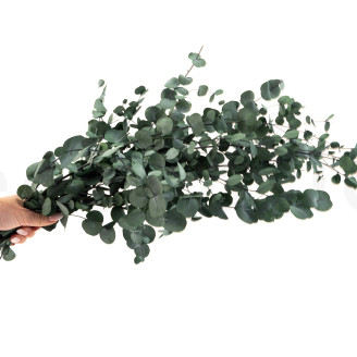 Eucalipto Gunnii preservado - Verde