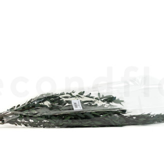 Konservierter Eukalyptus Parvifolia - Gr&uuml;n