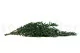 Preserved Parvifolia Eucalyptus Green 4