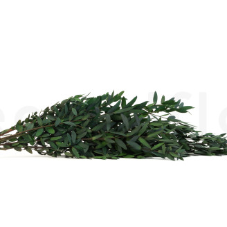 Eucalipto Parvifolia Preservado - Verde