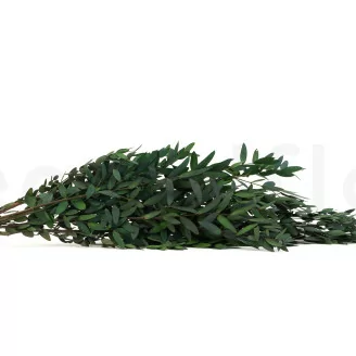 Preserved Parvifolia Eucalyptus Green