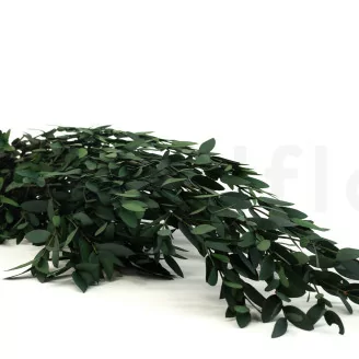 Konservierter Parvifolia-Eukalyptus Gr&uuml;n