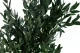 Konservierter Parvifolia-Eukalyptus Gr&uuml;n 2