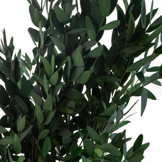 Konservierter Eukalyptus Parvifolia - Gr&uuml;n