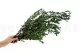Preserved Parvifolia Eucalyptus Green 6