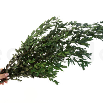 Eucalipto Parvifolia Preservado - Verde