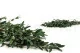 Preserved Parvifolia Eucalyptus Green 8
