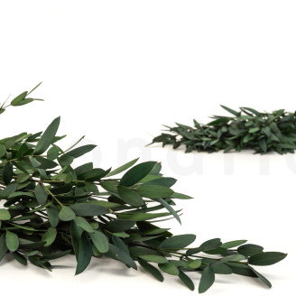 Eucalipto Parvifolia Preservado - Verde