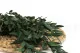 Konservierter Parvifolia-Eukalyptus Gr&uuml;n 9