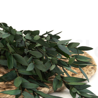 Eucalyptus Parvifolia stabilisé - Vert