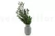 Preserved Parvifolia Eucalyptus Green 3