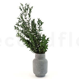 Eucalipto Parvifolia Preservado - Verde