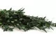 Preserved Parvifolia Eucalyptus Green 10