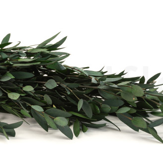 Eucalipto Parvifolia Preservado - Verde