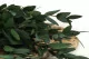 Preserved Parvifolia Eucalyptus Green 5