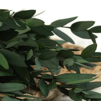 Konservierter Parvifolia-Eukalyptus Gr&uuml;n