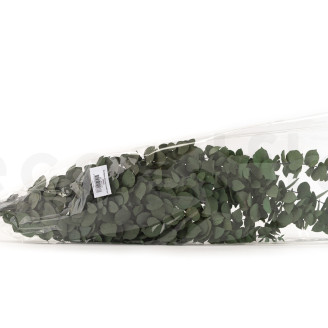 Eucalipto Stuartiana Preservado - Verde