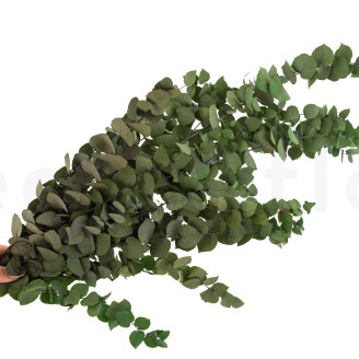 Eucalipto Stuartiana Preservado - Verde