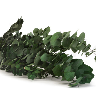 Eucalipto Stuartiana Preservado - Verde