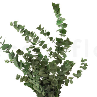 Eucalipto Stuartiana Preservado - Verde