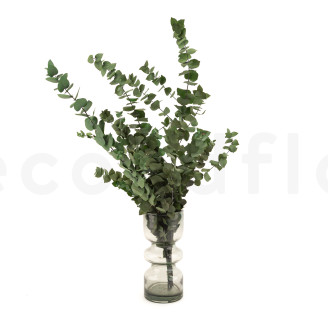 Eucalipto Stuartiana Preservado - Verde