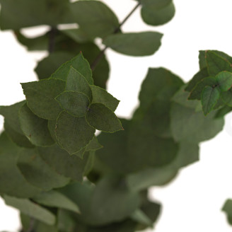 Eucalyptus Stuartiana Stabilisé - Vert