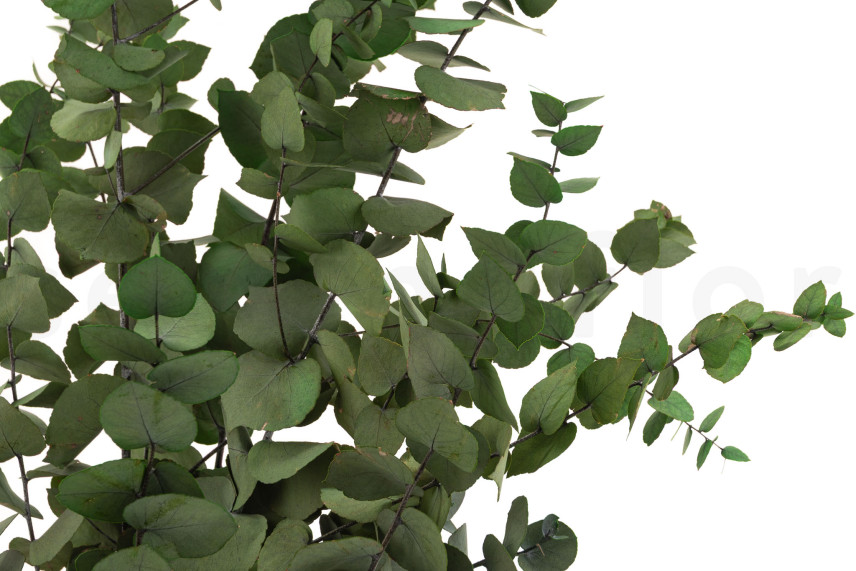 Eukalyptus Stuartiana Stabilisiert - Grün