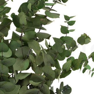 Eucalyptus Stuartiana Stabilisé - Vert