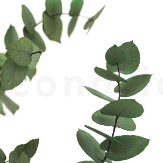 Eucalipto Stuartiana Preservado - Verde