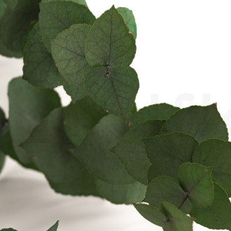 Eucalyptus Stuartiana Stabilisé - Vert