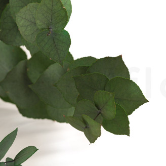 Eucalipto Stuartiana Preservado - Verde