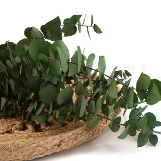 Eucalyptus Stuartiana Stabilisé - Vert