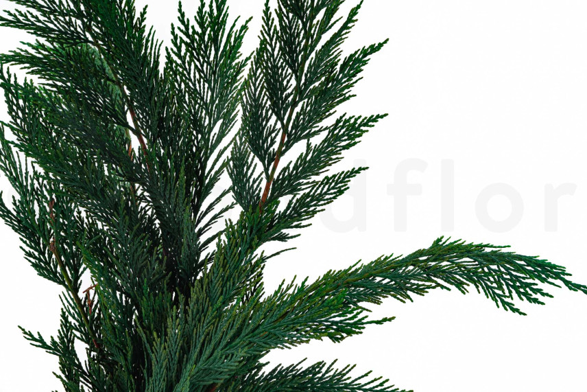 Thuja stabilizzata - Verde