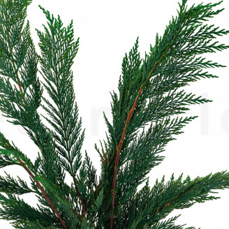Thuja stabilizzata - Verde