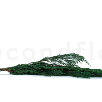 Thuja stabilizzata - Verde
