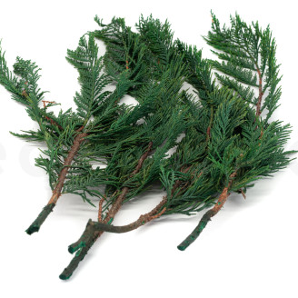 Thuja stabilizzata - Verde