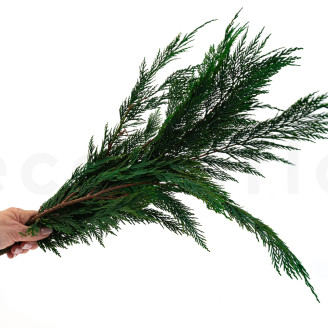Thuja stabilizzata - Verde