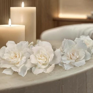 Gard&eacute;nia stabilis&eacute; Blanc (x3)
