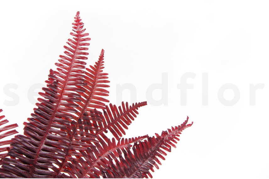 Double Fern Stabilized - Red