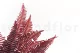 Preserved Double Fern Red 3